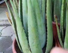 種植蘆薈